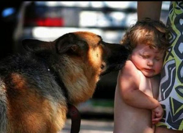 Спри, спри!Теб те е страх от кучета!