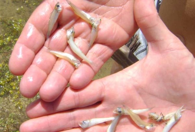 РИОСВ в Хасково показа умрели рибки край язовир „Студен кладенец“, за които бе получен сигнал вчера