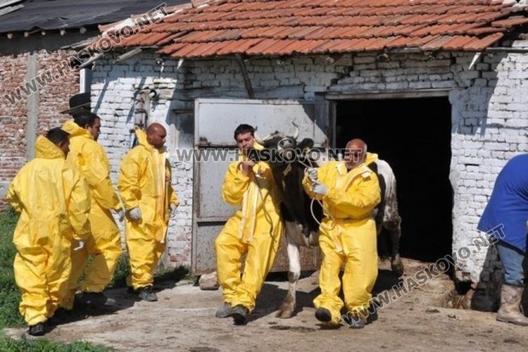 Дерматитът плъзна и в Източните Родопи