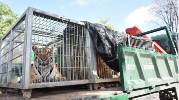 40 мъртви тигърчета във фризера на тайландски храм