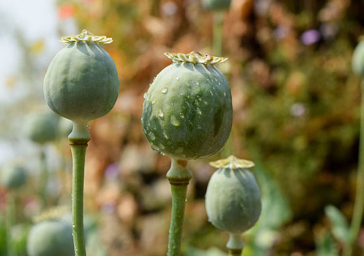 Окумуш баби отглеждат опиев мак пред жилищен блок