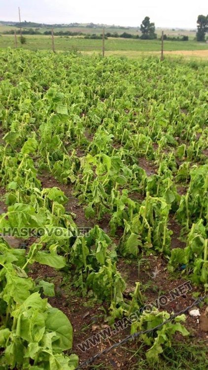 стопаните от три села изгубиха тютюневата си реколта след градушката