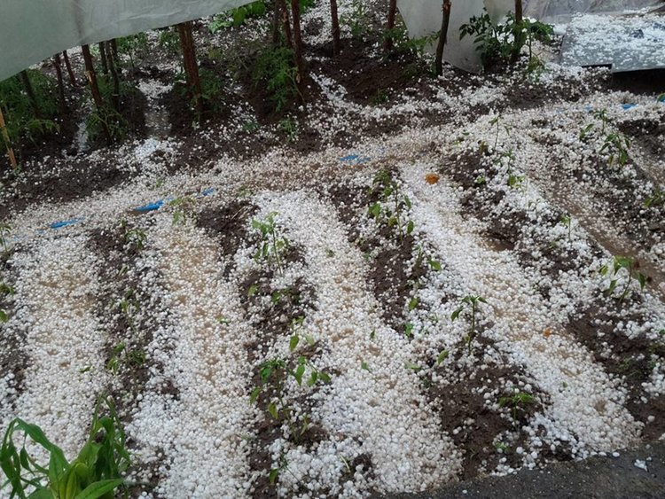 Градушка унищожи зеленчукови градини в Млечино