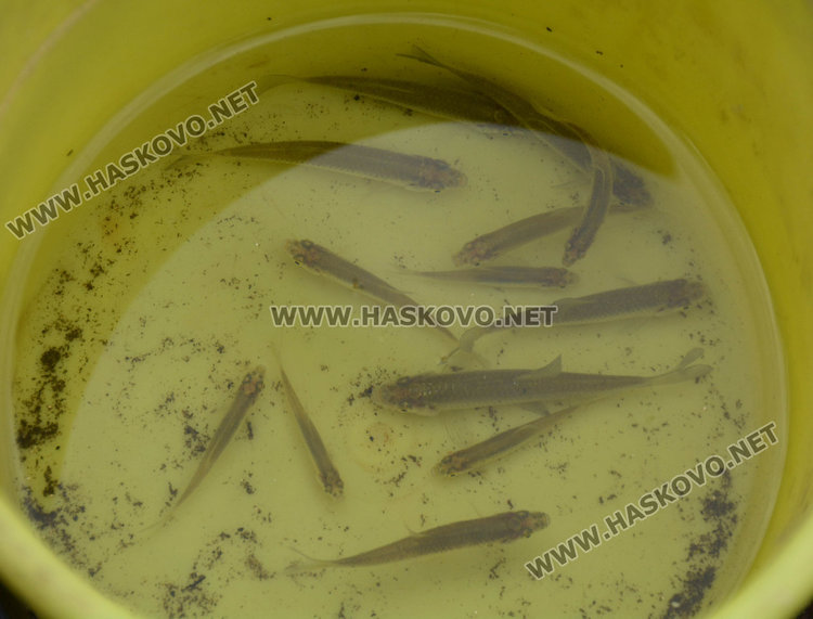 В първия уикенд след забраната за риболов: Гъбарите водят на рибарите