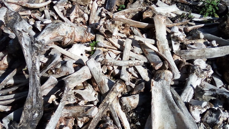 Голямото чистене - събраха 1,5 тона животински кости и над 150 чувала битови отпадъци 