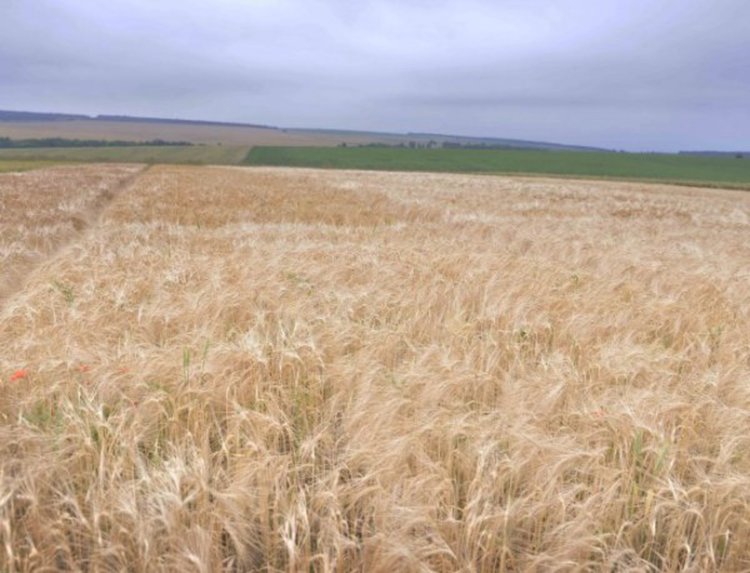 Българското селско стопанство - поле на парадокси  