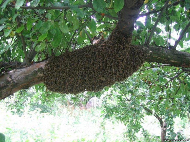 Спасителни екипи бориха рояк пчели