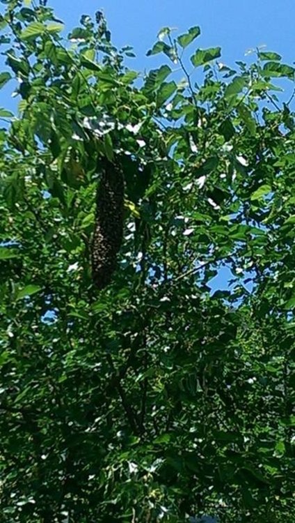 Гнездото е разположено на дърво, информират читатели