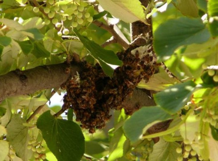 Пчели притесняват живеещите на ул.Добри Чинтулов"