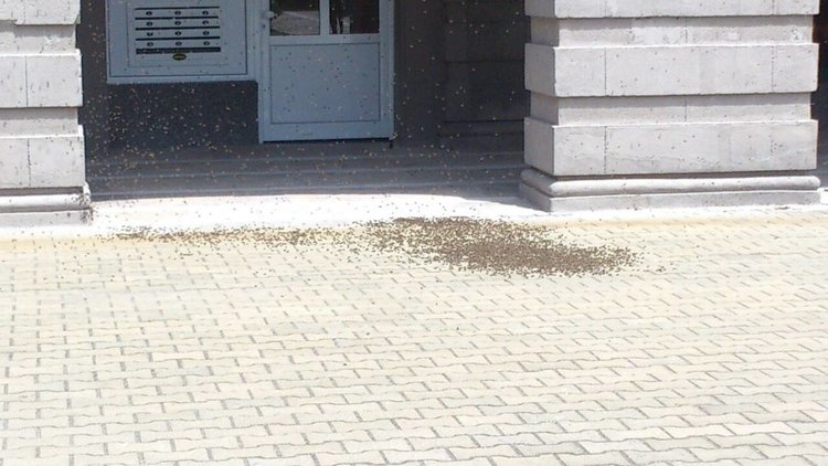  Преди дни - на 24 май рояк пчели се появи в центъра на Димитровград до бившето кафе "Хавана", снимка -архив