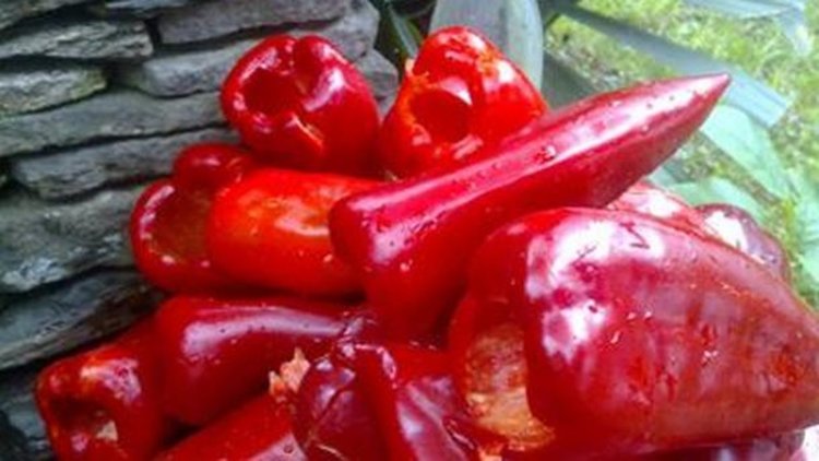 Фестивал на чушката ще рекламира община Кирково