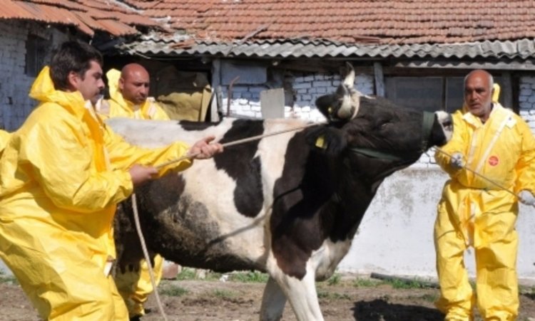 Приемат заявления за засегнати от нодуларен дерматит животни
