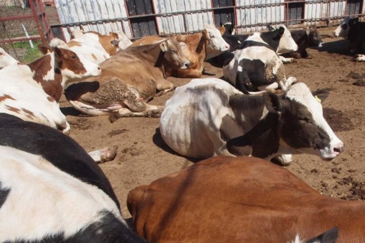 И в Ловеч има нодуларен дерматит 