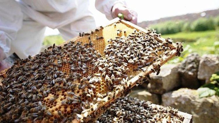 Мечка опустоши 14 кошера в местност край Гьоврен