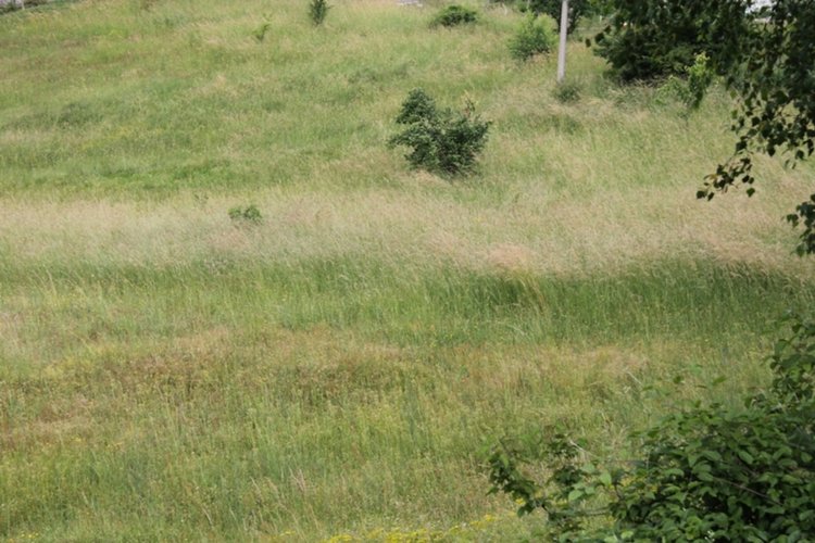 Заради дъждовете хората от Ардинско не могат да окосят ливади, мери и пасища