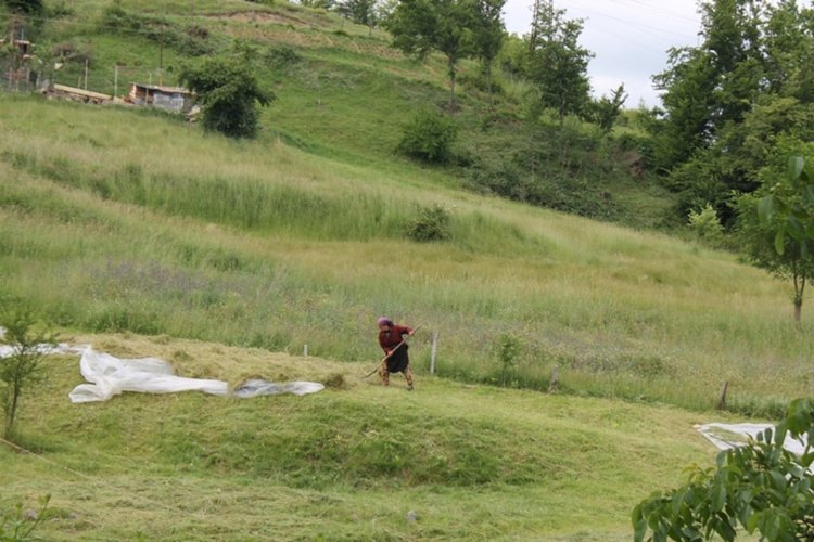 Заради дъждовете хората от Ардинско не могат да окосят ливади, мери и пасища