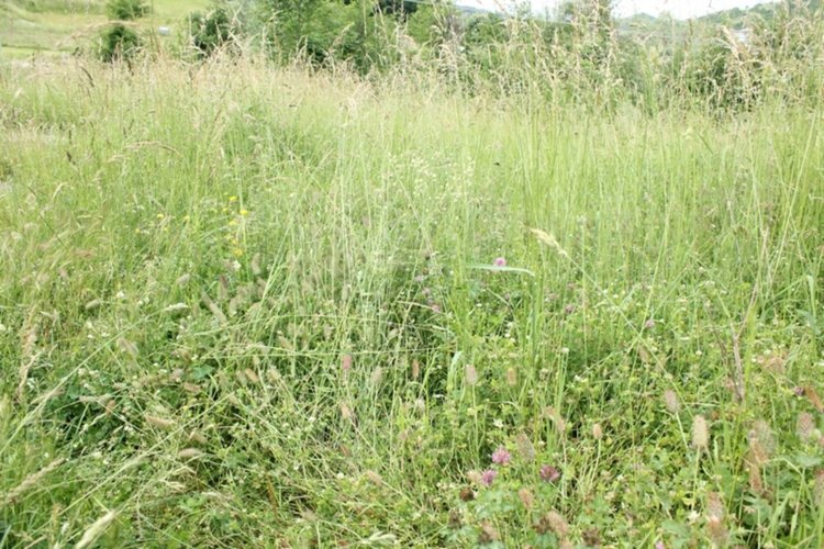 Заради дъждовете хората от Ардинско не могат да окосят ливади, мери и пасища