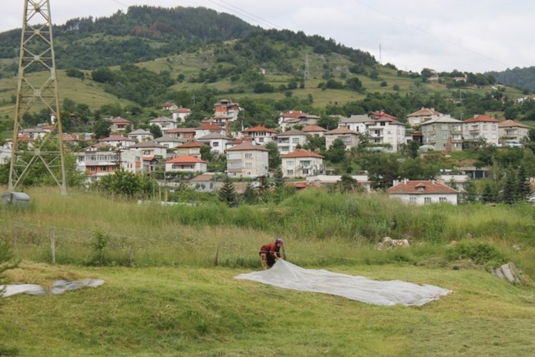 Заради дъждовете хората от Ардинско не могат да окосят ливади, мери и пасища