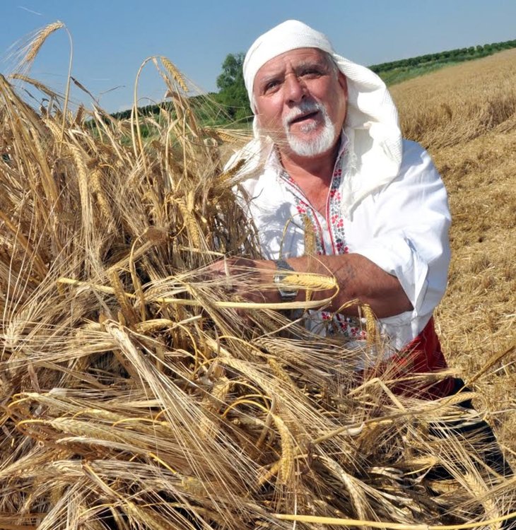 Малки моми зажънаха ечемика в село Странско
