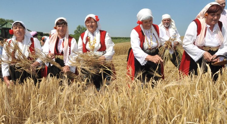 Малки моми зажънаха ечемика в село Странско