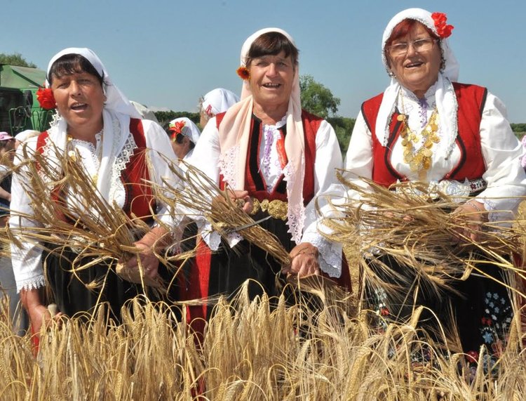 Малки моми зажънаха ечемика в село Странско