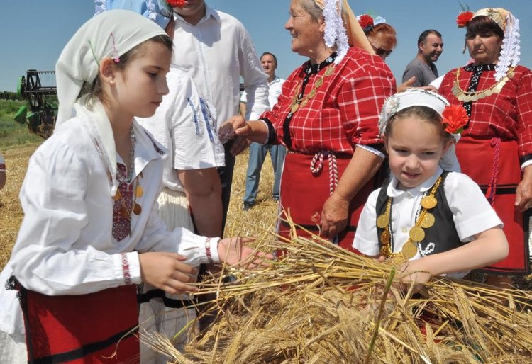 Малки моми зажънаха ечемика в село Странско