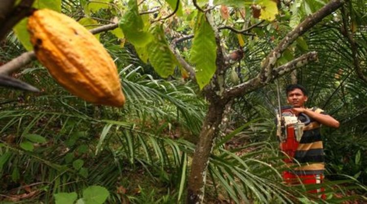 От сапуна до супата - палмовото масло е евтино и вездесъщо