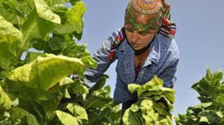 Тютюнопроизводството се срива и в Кирково,няма мераклии за тютюнджии