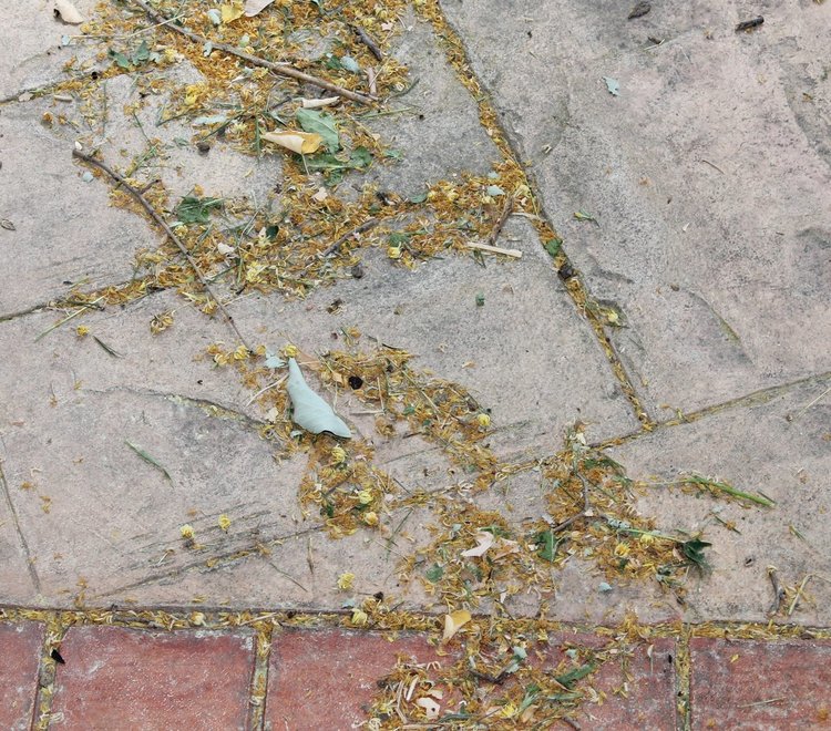 Прибират пак липовия цвят от тротоарите в Димитровград