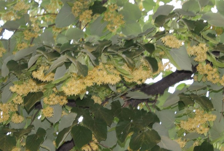 Прибират пак липовия цвят от тротоарите в Димитровград