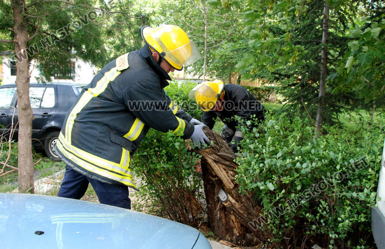 Дърво се стовари върху кола в „Орфей“ край играещи деца