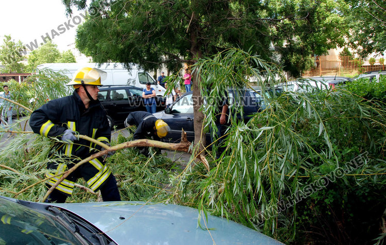 Дърво се стовари върху кола в „Орфей“ край играещи деца