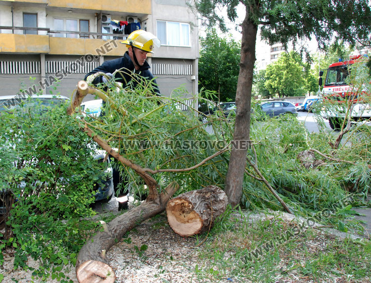 Дърво се стовари върху кола в „Орфей“ край играещи деца