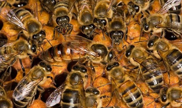 Стопаните на пчелни семейства трябва да вземат мерки срещу пръскането с препарати