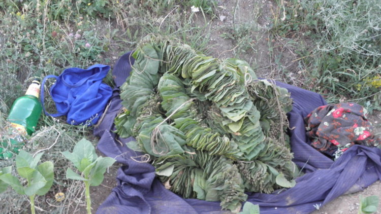 Близо 100 пъти по-малко произведен тютюн в Кърджалийско за 10 години 