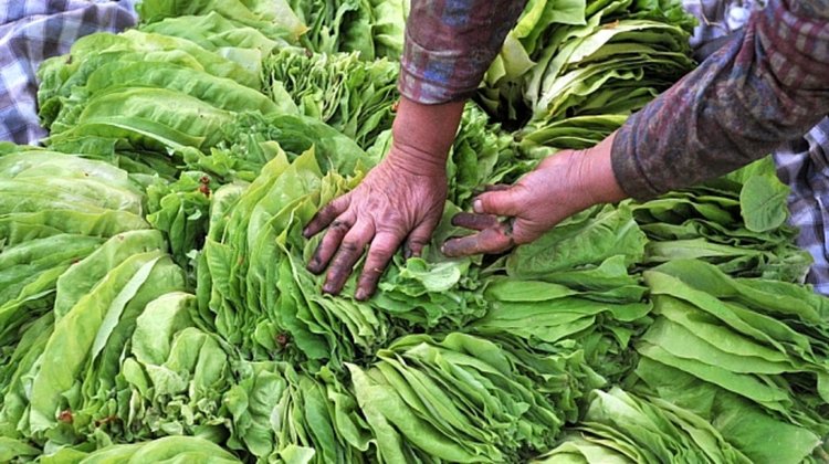 Близо 100 пъти по-малко произведен тютюн в Кърджалийско за 10 години 