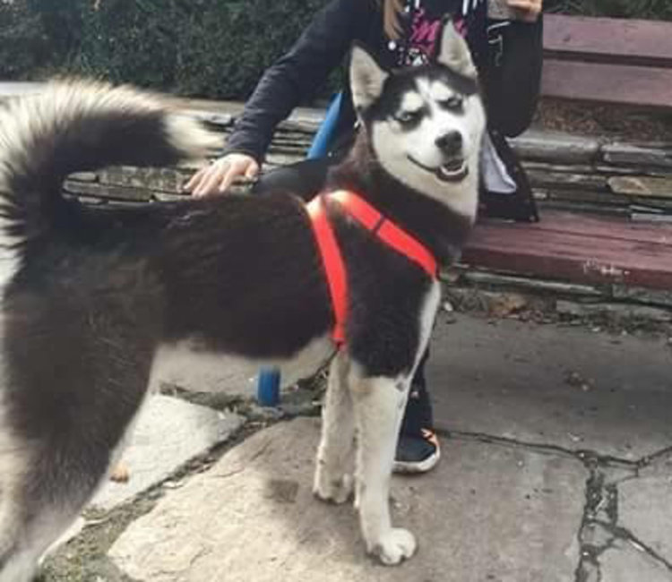 Помогнете на Мими да намери изгубената Кира (Обновена)