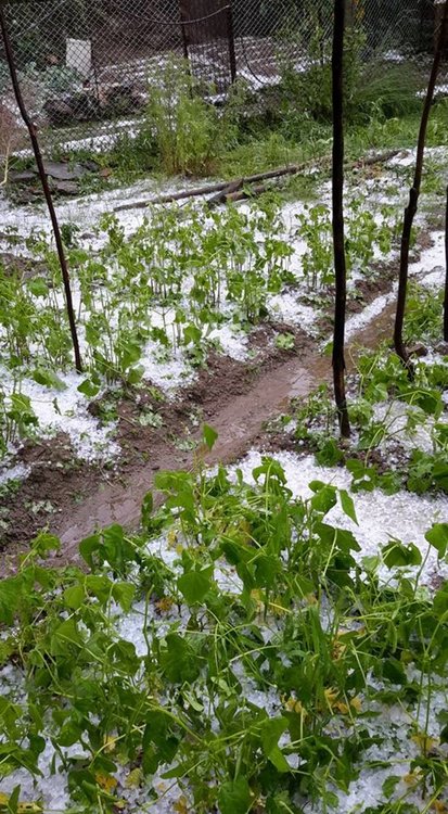 Градушка унищожи зеленчукови градини в Чернигово