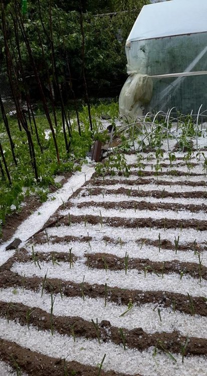 Градушка унищожи зеленчукови градини в Чернигово