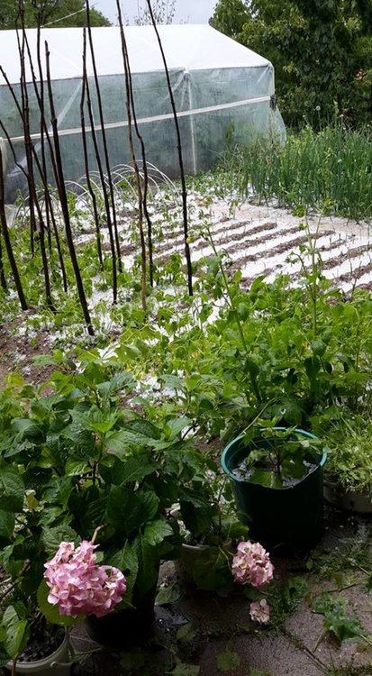 Градушка унищожи зеленчукови градини в Чернигово