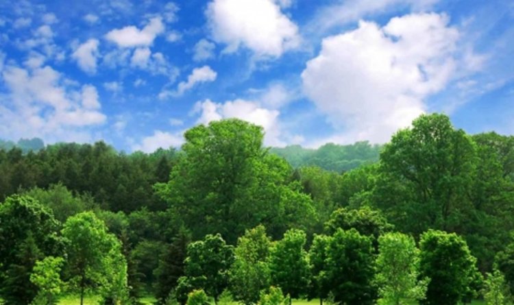 В Калифорния "растат" пари по дърветата