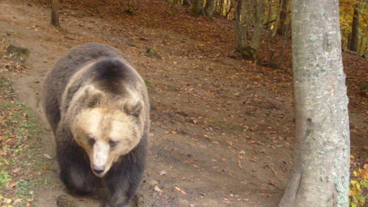 Продължава издирването на мечката, която рани гъбар, няма да я отстрелват