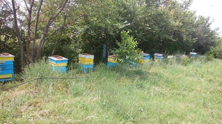 Пчелари от Димитровград вече претърпяха загуби от пръскането срещу преносителите на нодуларен дерматит 