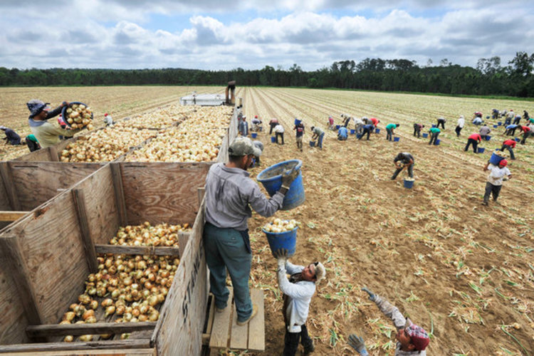 Кърджалийци - жертви на модерното робство в Европа
