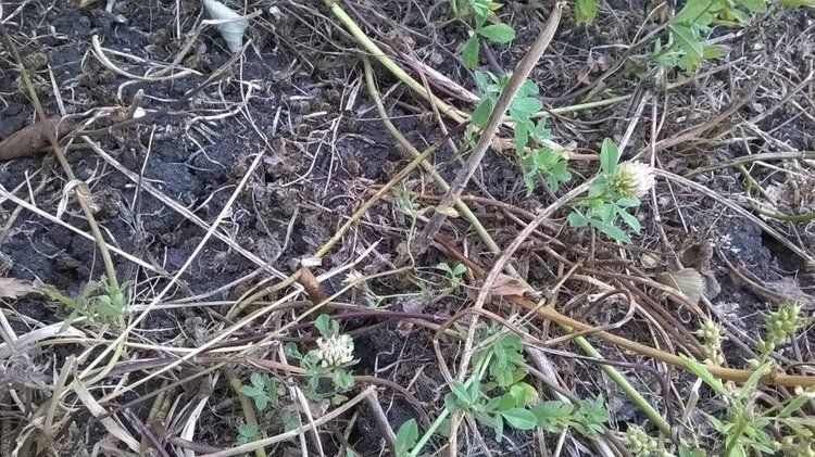 Пчелари от димитровградско претърпяха загуби от пръскането срещу нодуларен дерматит