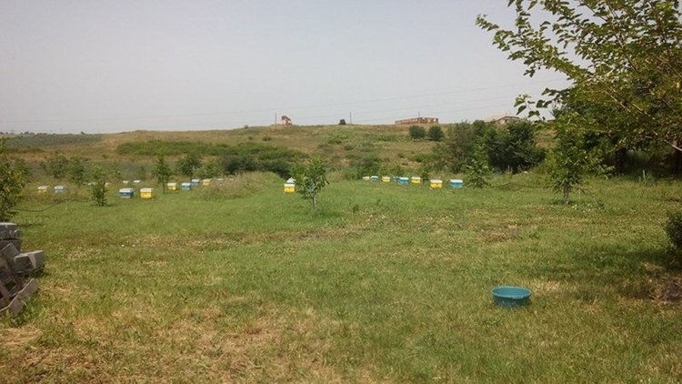 Пчелари от димитровградско претърпяха загуби от пръскането срещу нодуларен дерматит