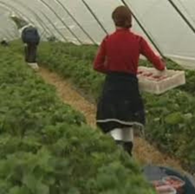 Кърджалийци - жертви на модерното робство в Европа