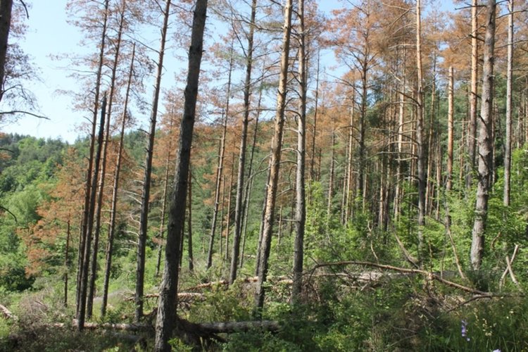 Корояди нападнаха боровите гори в Ардинско