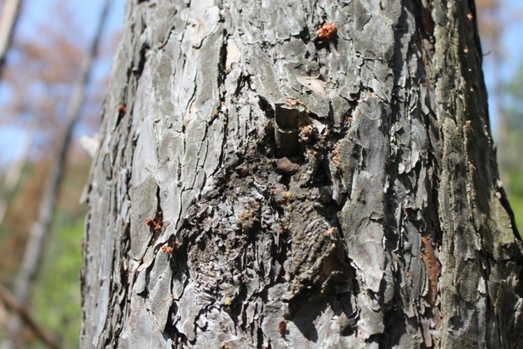 Корояди нападнаха боровите гори в Ардинско