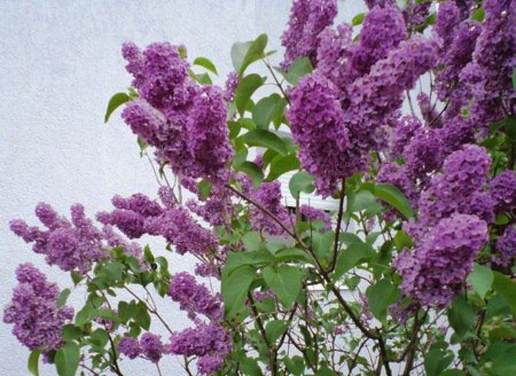 Лятото дойде, до 36° се качват температурите днес